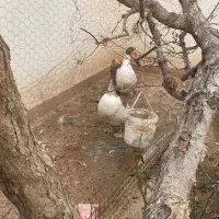 مرغ و خروس برهما اصل