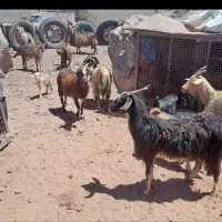 بزفروشی چاق