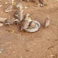جوجه شاخدار