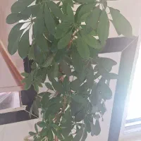 گل ۱متری