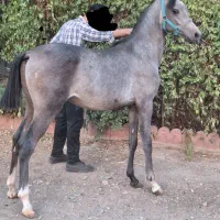 اسب (کره)