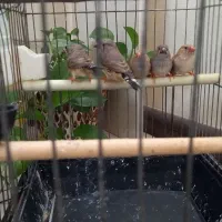 ۳عدد فنچ نر و ۲ عددفنچ ماده نژادزبرا (پرورش خانگی)