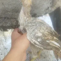 جوجه لاری