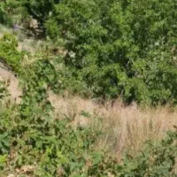 ۵۵۰متر باغ نیمه ساز