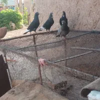 2جفت کفتر سیاه پلنگ