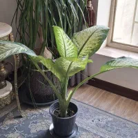 گل دیفن باخیا