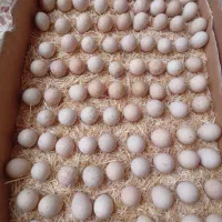 تخم بلدرچین کوهی نطفه دار
