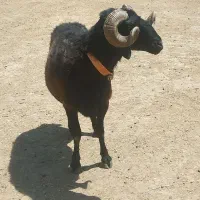 فروشی