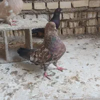 کله ای