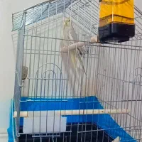 عروس هلندی با طوطی پا کوتاه