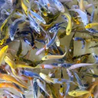 انواع ماهی کوی رنگی و غذای مخصوص کوی