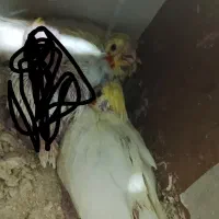 جوجه عروس سرلاکی