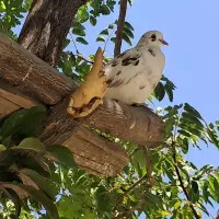 جفت کبوتر جوجه و بالغ