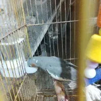عروس هلندی سرحال