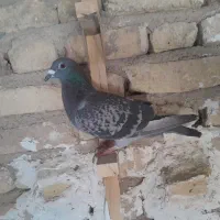 کبوتر