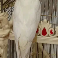 گمشده عروس در نوبهار