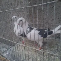 کبوتر گمشده