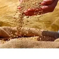 گندم