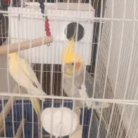 جفت عروس هلندی با جوجه