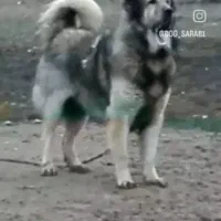 توله سرابی