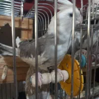 عروس هلندی جوجه