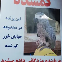 گمشده