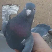 کفتر سبز سرنج نر پرشی