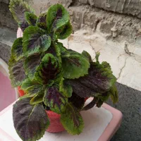 حراج گل|گل و گیاه طبیعی|ارومیه, |دیوار