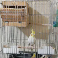 یک جفت عروس هلندی آماده ی جفت گیری و تخم گذاری