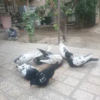8تا کبوتر رنگه