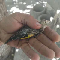 جوجه سهره