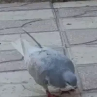 کبوتر رنگ