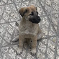 واگذاری توله سگ