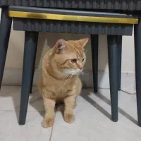 گربه نر شیطون