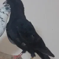 کفتر یک جفت نروماده