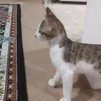 واگذاری بچه گربه