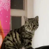گربه گمشده