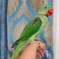 شاه طوطی جوجه نرچلوندنی طوق زده
