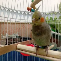 جوجه عروس 1 ماه نیم