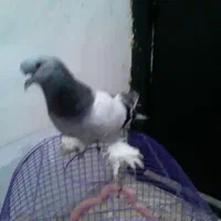 یک کبوتر تموم