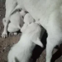 توله پاکوتاه 2ماهه