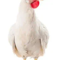 مرغ سفید تخم گزار