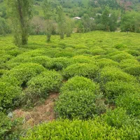 چای بهاره لاهیجان