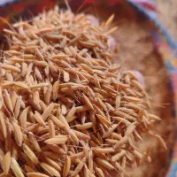 برنج درشت و سرلاشه و نیم دانه و تخم جو هاشمی