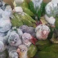 جوجه گیرینچیک سرلاکی