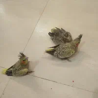 فروش عروس هلندی