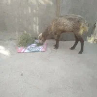 بره ماده