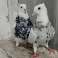 دوتا طوقی نر