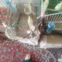 عروس هلندی