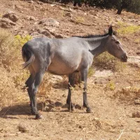 قاطر فروشی